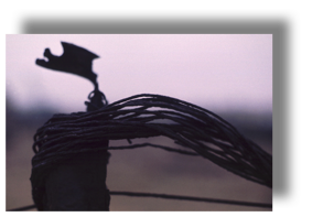 Wire