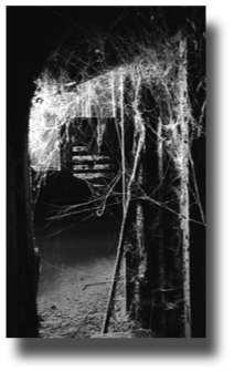 Cobweb