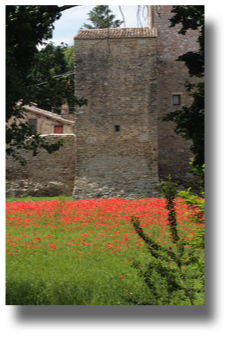 Poppies