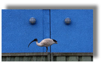 Bird