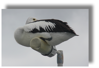 Pelican